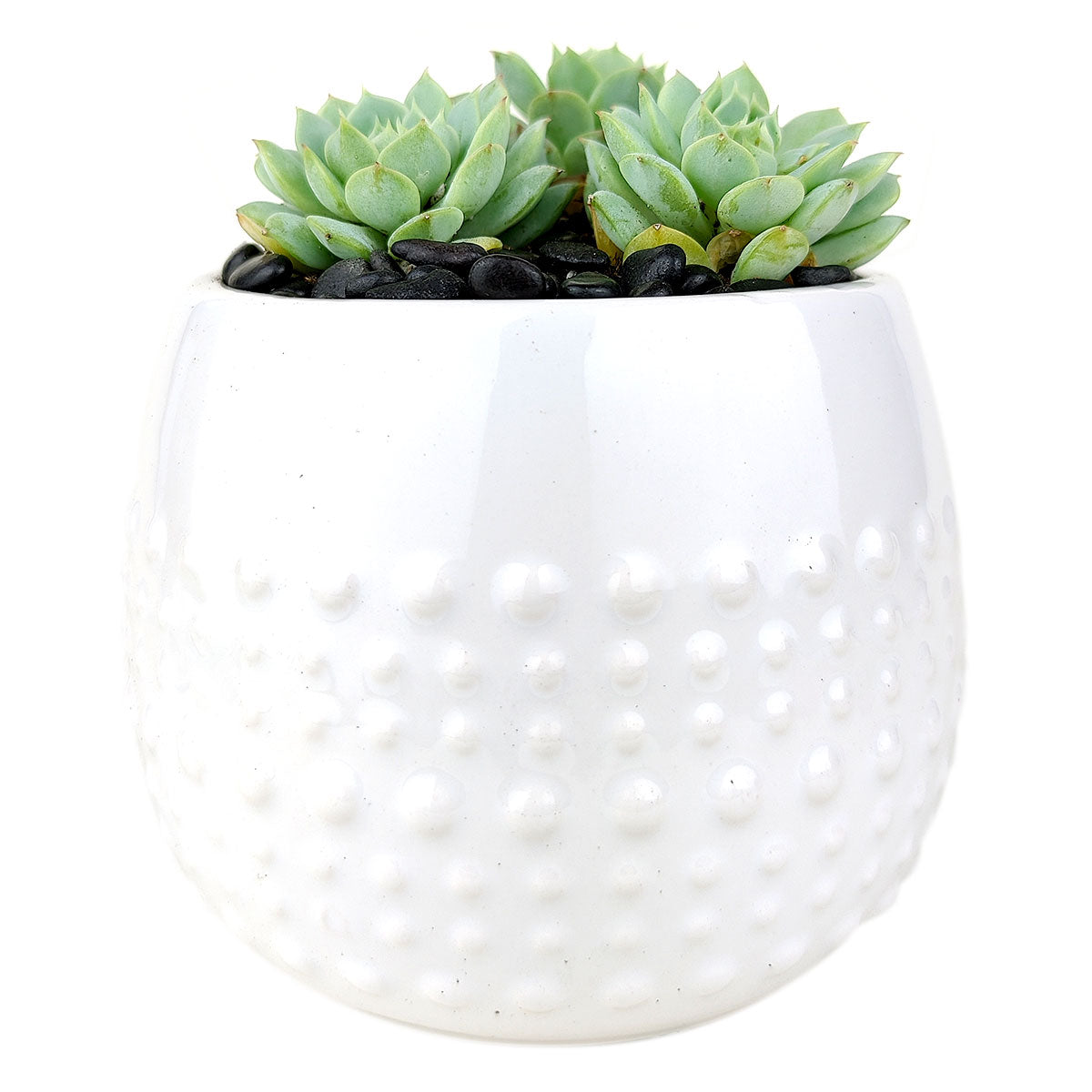White Dot Pot for sale, ceramic vase for home decor, ceramic succulent and cactus pots for sale, Succulent gift ideas