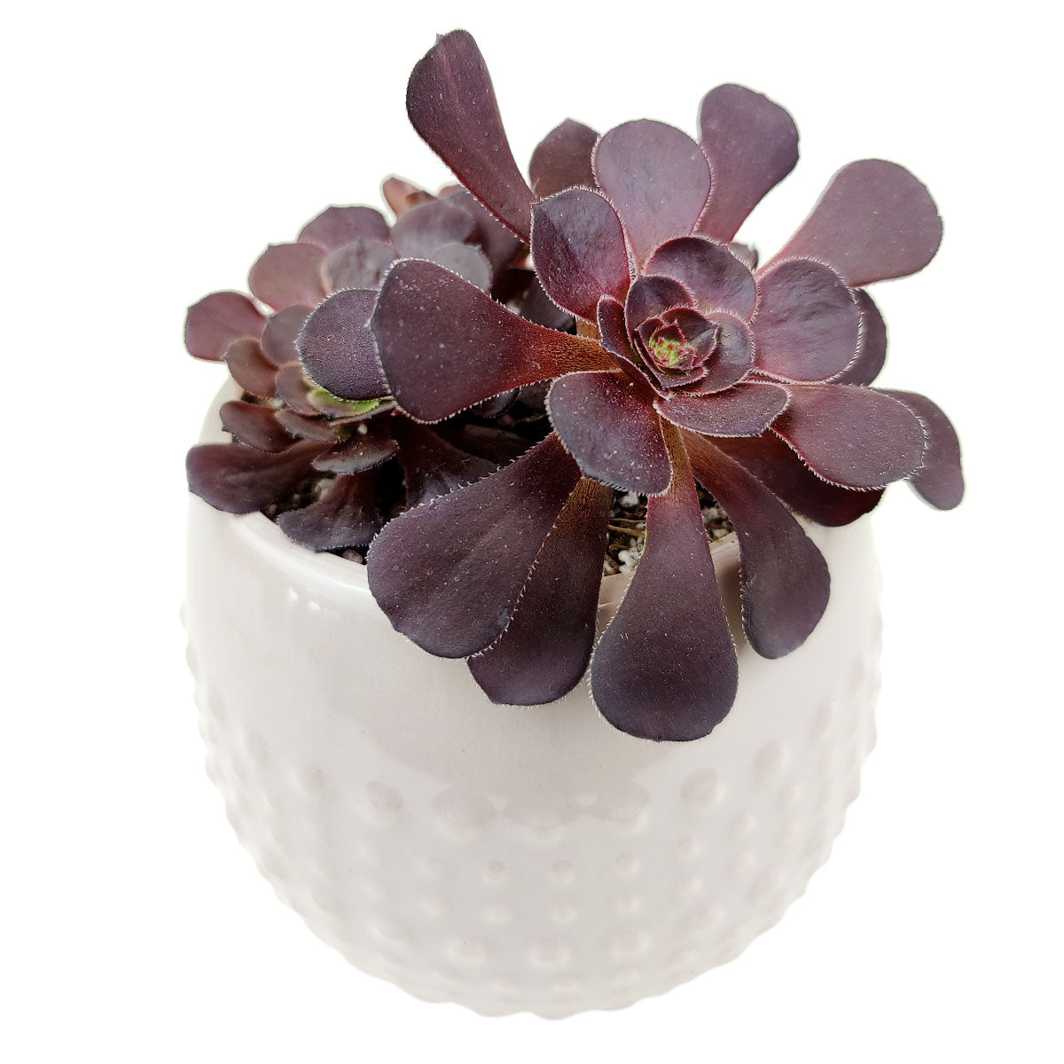White Dot Pot for sale, ceramic vase for home decor, ceramic succulent and cactus pots for sale, Succulent gift ideas