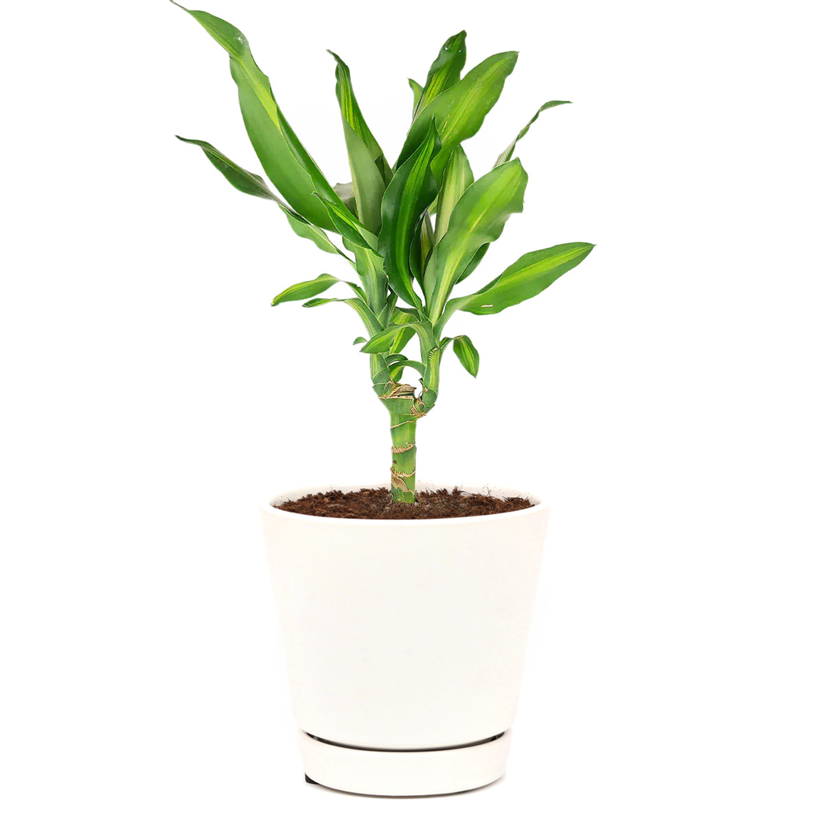 dracaena steudneri Dracaena Cintho - Air Purifying Houseplants for Delivery