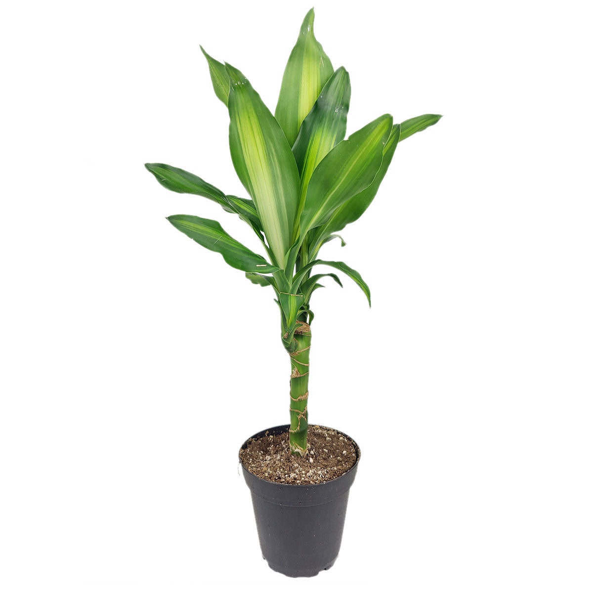 Dracaena Cintho Houseplant online, Dracaena Cintho  delivery, houseplant decor ideas, plant for limited place