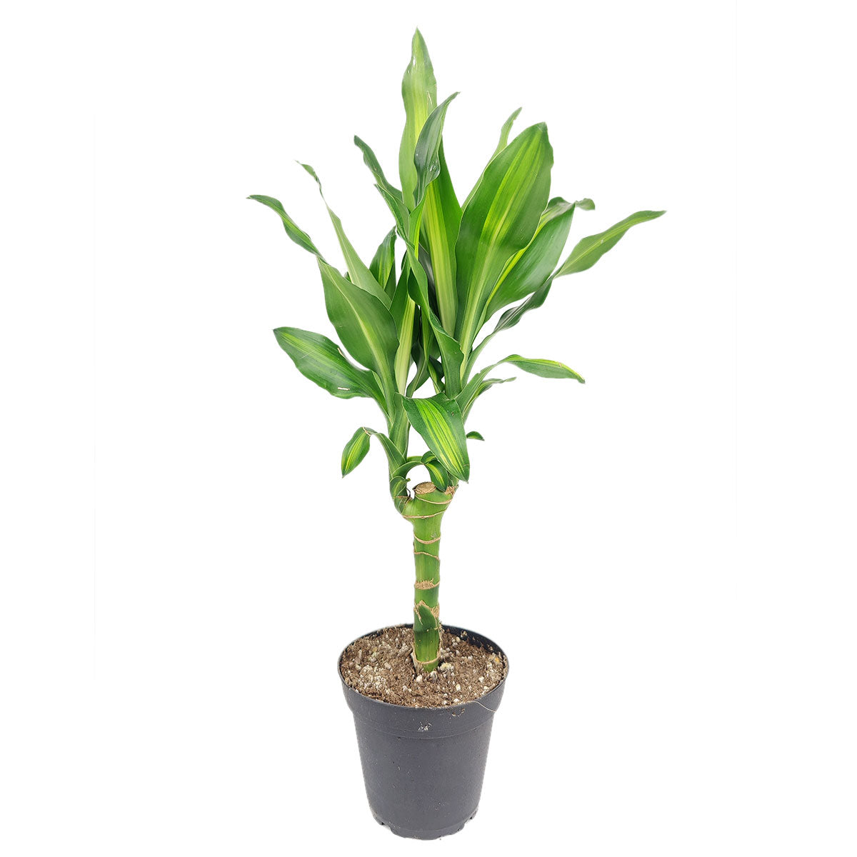 dracaena fragrans cintho care Dracaena Cintho - Air Purifying Houseplants for Delivery