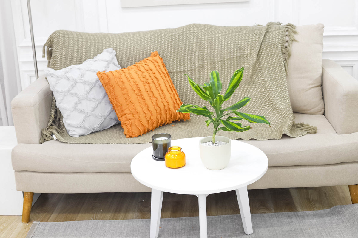 Dracaena Cintho for sale, live 4&quot; Dracaena Cintho online, houseplant decor ideas