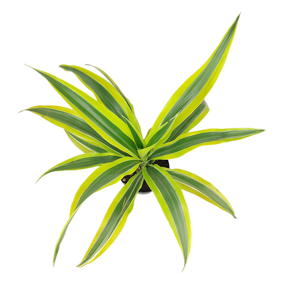 Dracaena Lemon Lime near me, live plant gifts, houseplant decor ideas, buy Dracaena Lemon Lime online, Dracaena Lemon Lime near me