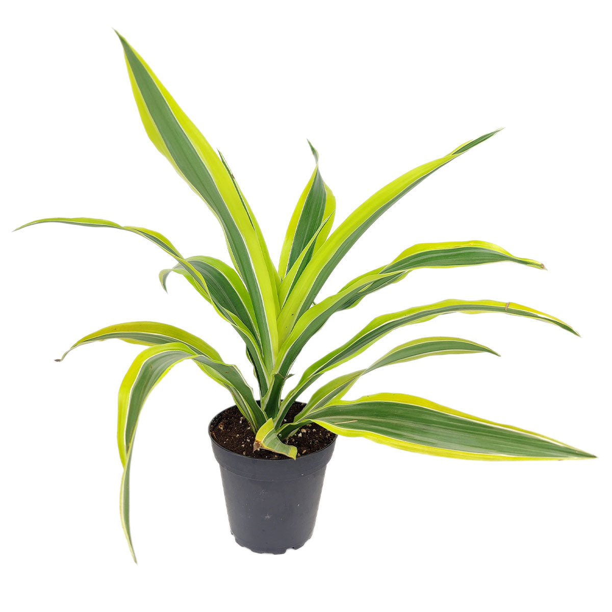 Dracaena Lemon Lime, types of purifying houseplant, live 4&quot; green Dracaena Lemon Lime in plastic pot, Dracaena Lemon Lime sale online