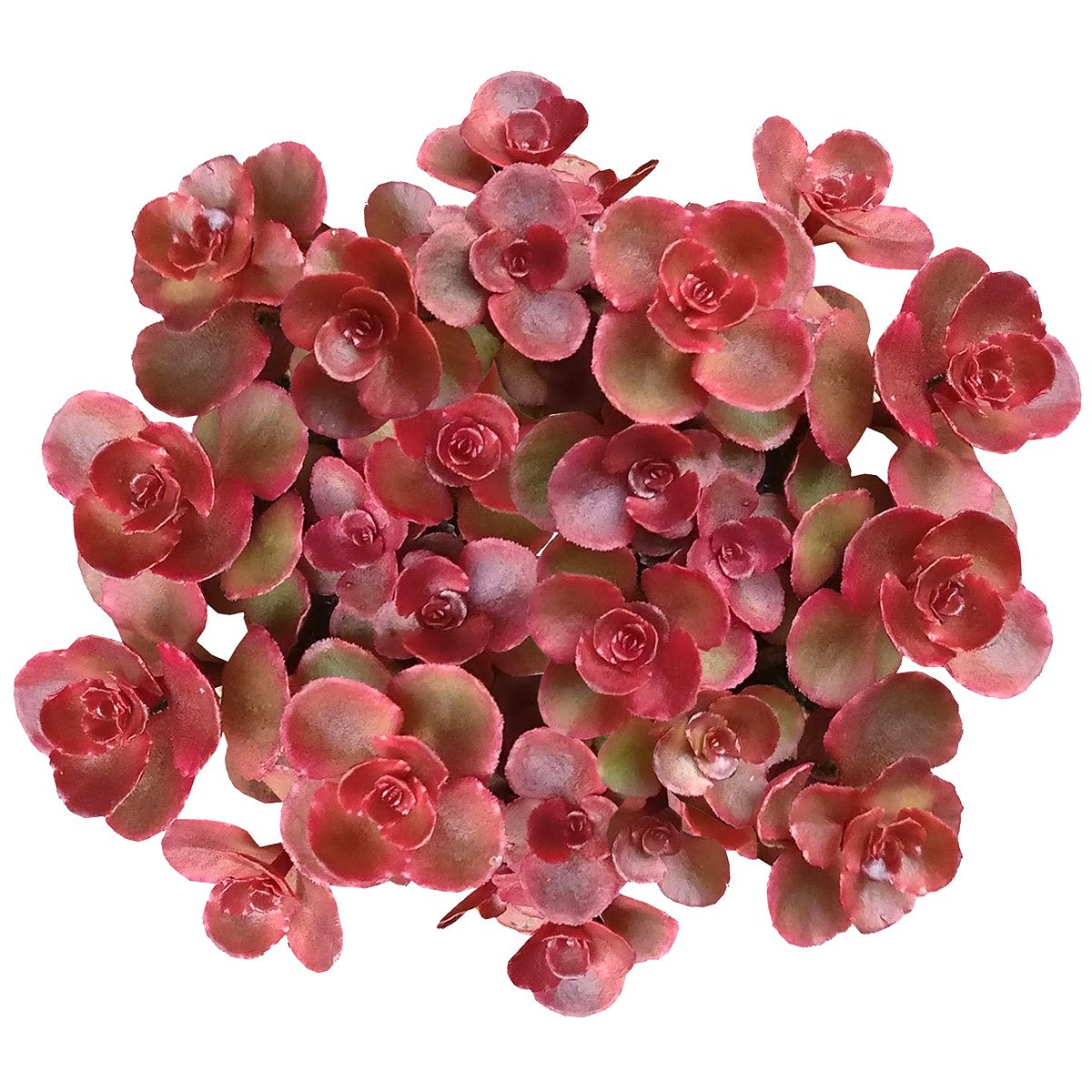 potted succulents for sale Random Colorful Succulent - Rare Vibrant Colors