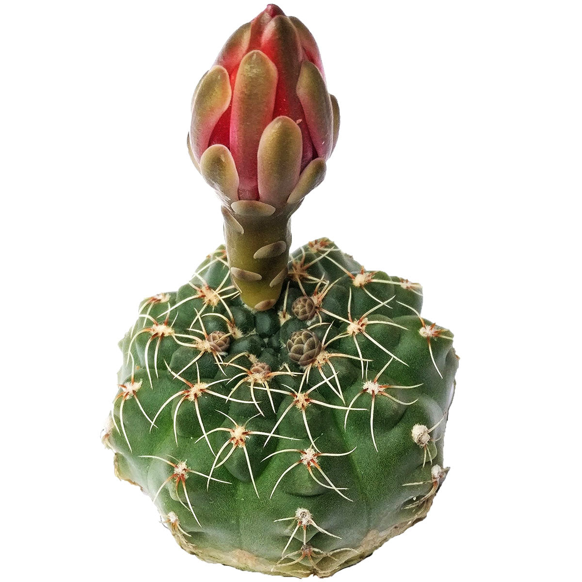 Dwarf Chin Cactus