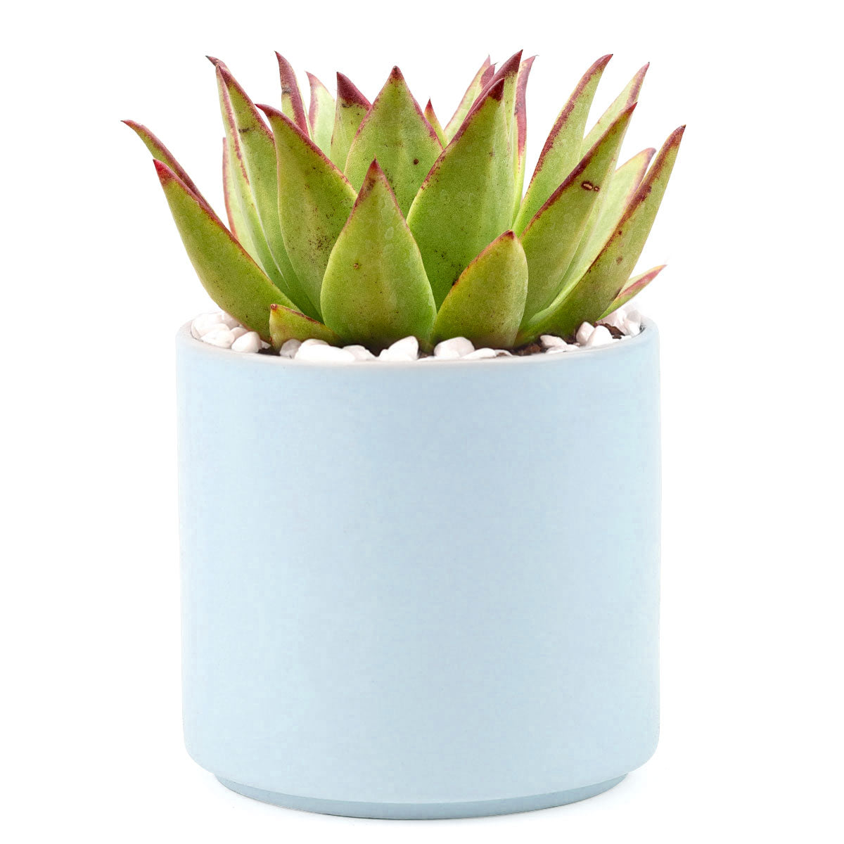 Succulent with Large Modern Cylinder Pot, Unique Succulent Gift Ideas, Succulent in ceramic pots, Succulent Decor Ideas, 4 inch succulent pots for sale, EcoFriendly Succulent Gift Box for Employee, Corporate Gift Succulents For Sale Online, Succulent Thank You Gift Ideas, Thank you gift for your staff in 2023, Customizable Gift Boxes for employees and clients, Office gift for employees, Employee appreciation day 2023 ideas, Succulent Plants for Clients &amp; Employees for sale