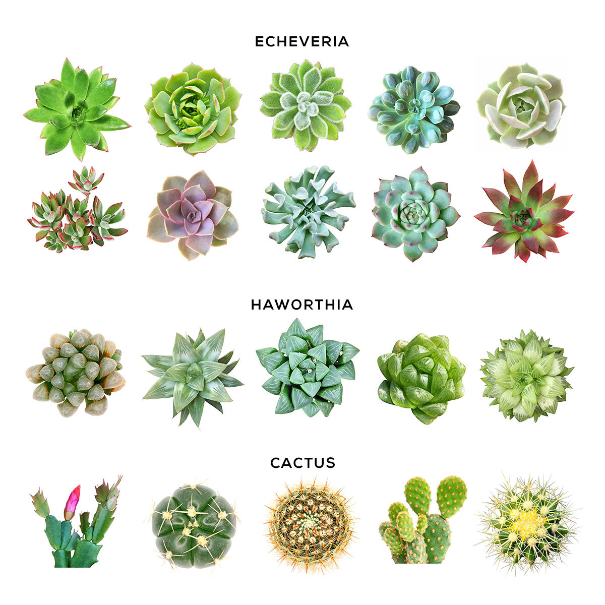 Succulent with Large Modern Cylinder Pot, Unique Succulent Gift Ideas, Succulent in ceramic pots, Succulent Decor Ideas, 4 inch succulent pots for sale, EcoFriendly Succulent Gift Box for Employee, Corporate Gift Succulents For Sale Online, Succulent Thank You Gift Ideas, Thank you gift for your staff in 2023, Customizable Gift Boxes for employees and clients, Office gift for employees, Employee appreciation day 2023 ideas, Succulent Plants for Clients &amp; Employees for sale