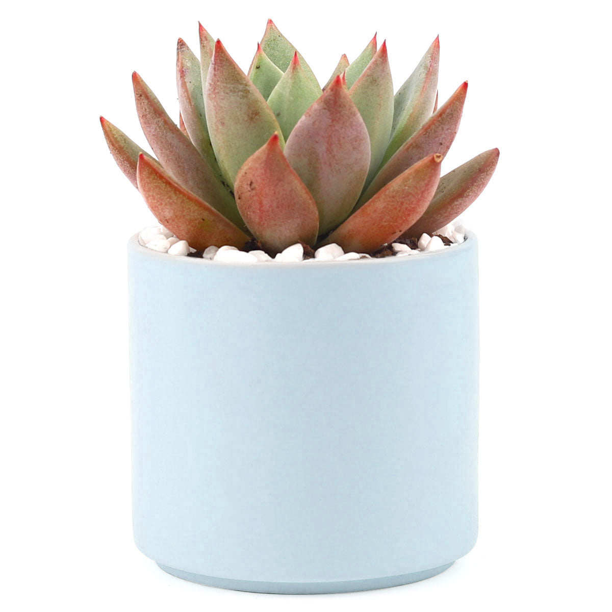 Succulent with Large Modern Cylinder Pot, Unique Succulent Gift Ideas, Succulent in ceramic pots, Succulent Decor Ideas, 4 inch succulent pots for sale, EcoFriendly Succulent Gift Box for Employee, Corporate Gift Succulents For Sale Online, Succulent Thank You Gift Ideas, Thank you gift for your staff in 2023, Customizable Gift Boxes for employees and clients, Office gift for employees, Employee appreciation day 2023 ideas, Succulent Plants for Clients &amp; Employees for sale