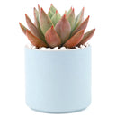 Succulent with Large Modern Cylinder Pot, Unique Succulent Gift Ideas, Succulent in ceramic pots, Succulent Decor Ideas, 4 inch succulent pots for sale, EcoFriendly Succulent Gift Box for Employee, Corporate Gift Succulents For Sale Online, Succulent Thank You Gift Ideas, Thank you gift for your staff in 2023, Customizable Gift Boxes for employees and clients, Office gift for employees, Employee appreciation day 2023 ideas, Succulent Plants for Clients &amp; Employees for sale