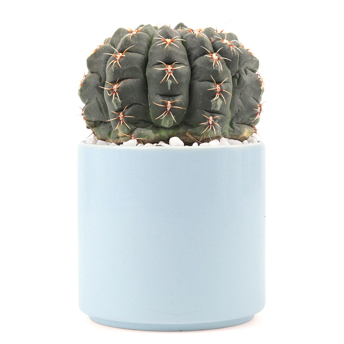 Succulent with Large Modern Cylinder Pot, Unique Succulent Gift Ideas, Succulent in ceramic pots, Succulent Decor Ideas, 4 inch succulent pots for sale, EcoFriendly Succulent Gift Box for Employee, Corporate Gift Succulents For Sale Online, Succulent Thank You Gift Ideas, Thank you gift for your staff in 2023, Customizable Gift Boxes for employees and clients, Office gift for employees, Employee appreciation day 2023 ideas, Succulent Plants for Clients &amp; Employees for sale