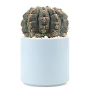 Succulent with Large Modern Cylinder Pot, Unique Succulent Gift Ideas, Succulent in ceramic pots, Succulent Decor Ideas, 4 inch succulent pots for sale, EcoFriendly Succulent Gift Box for Employee, Corporate Gift Succulents For Sale Online, Succulent Thank You Gift Ideas, Thank you gift for your staff in 2023, Customizable Gift Boxes for employees and clients, Office gift for employees, Employee appreciation day 2023 ideas, Succulent Plants for Clients &amp; Employees for sale
