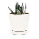 Echeveria Black Prince Succulent, indoor succulents, echeveria, echeveria succulent, echeveria types, succulent echeveria, buy succulents online, succulent shop, succulent store, echeveria plant, carer tips for growing echeveria succulent plants