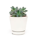 echeveria succulent, echeveria types, succulent echeveria, buy succulents online, succulent shop, succulent store, echeveria plant, indoor succulents