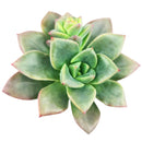 Echeveria Compressicaulis, Echeveria Compressicaulis succulent, Rare Echeveria Compressicaulis, Echeveria Compressicauliss care, Echeveria Compressicaulis for sale, Echeveria Compressicaulis Succulent in California, How to grow Echeveria Compressicaulis Succulent