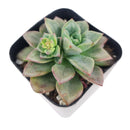 Echeveria Compressicaulis, Echeveria Compressicaulis succulent, Rare Echeveria Compressicaulis, Echeveria Compressicauliss care, Echeveria Compressicaulis for sale, Echeveria Compressicaulis Succulent in California, How to grow Echeveria Compressicaulis Succulent