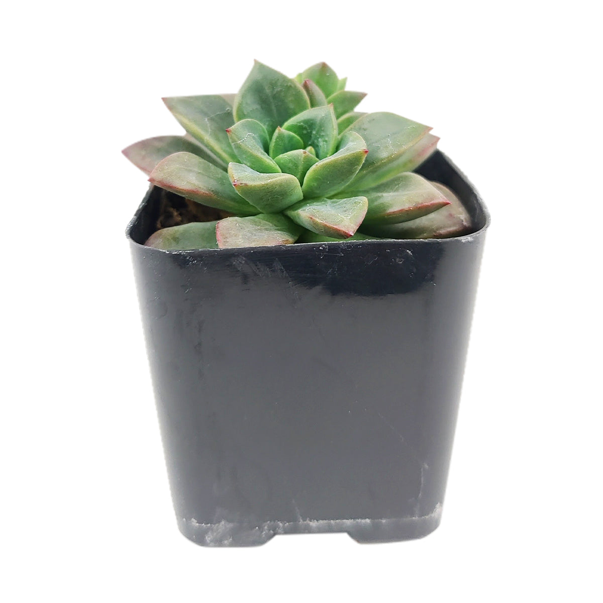Echeveria Compressicaulis, Echeveria Compressicaulis succulent, Rare Echeveria Compressicaulis, Echeveria Compressicauliss care, Echeveria Compressicaulis for sale, Echeveria Compressicaulis Succulent in California, How to grow Echeveria Compressicaulis Succulent 