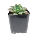 Echeveria Compressicaulis, Echeveria Compressicaulis succulent, Rare Echeveria Compressicaulis, Echeveria Compressicauliss care, Echeveria Compressicaulis for sale, Echeveria Compressicaulis Succulent in California, How to grow Echeveria Compressicaulis Succulent