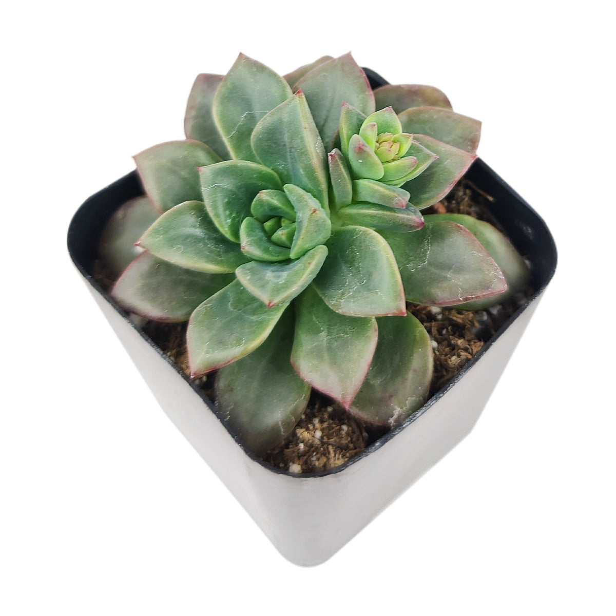 Echeveria Compressicaulis, Echeveria Compressicaulis succulent, Rare Echeveria Compressicaulis, Echeveria Compressicauliss care, Echeveria Compressicaulis for sale, Echeveria Compressicaulis Succulent in California, How to grow Echeveria Compressicaulis Succulent 