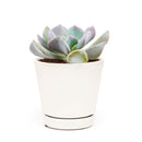 echeveria, echeveria succulent, echeveria types, succulent echeveria, buy succulents online, succulent shop, succulent store, echeveria plant, care tips for growing cubic frost