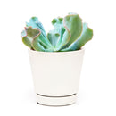  succulent care tips, Succulents shop near me, indoor succulents, succulent plant, succulents shop in California, succulent care, Echeveria Culibra Succulent in California, How to grow Echeveria Culibra Succulent, Succulents for thanksgiving, Thanksgiving succulents gift