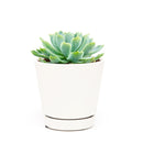 Echeveria Elegans for sale, succulent care guide, monthly succulents, Rare succulents, succulents store in CA, succulent care, succulents garden, Succulents shop near me, Echeveria Elegans in California