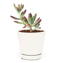 echeveria, echeveria succulent, echeveria types, succulent echeveria, buy succulents online, succulent shop, succulent store, echeveria plant, indoor succulents, echeveria succulent for sale