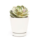 buy succulents online, succulent shop, succulent store, echeveria plant, indoor succulents
