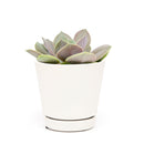 echeveria succulent, echeveria types, succulent echeveria, buy succulents online, succulent shop, succulent store, echeveria plant, indoor succulents