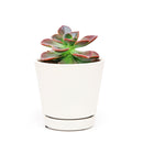  How to grow Echeveria Melaco, How to care echeveria succulents for thanksgiving, Easter echeveria gift, echeveria, echeveria succulent, echeveria types, succulent echeveria, buy succulents online, succulent shop, succulent store, echeveria plant, indoor succulents