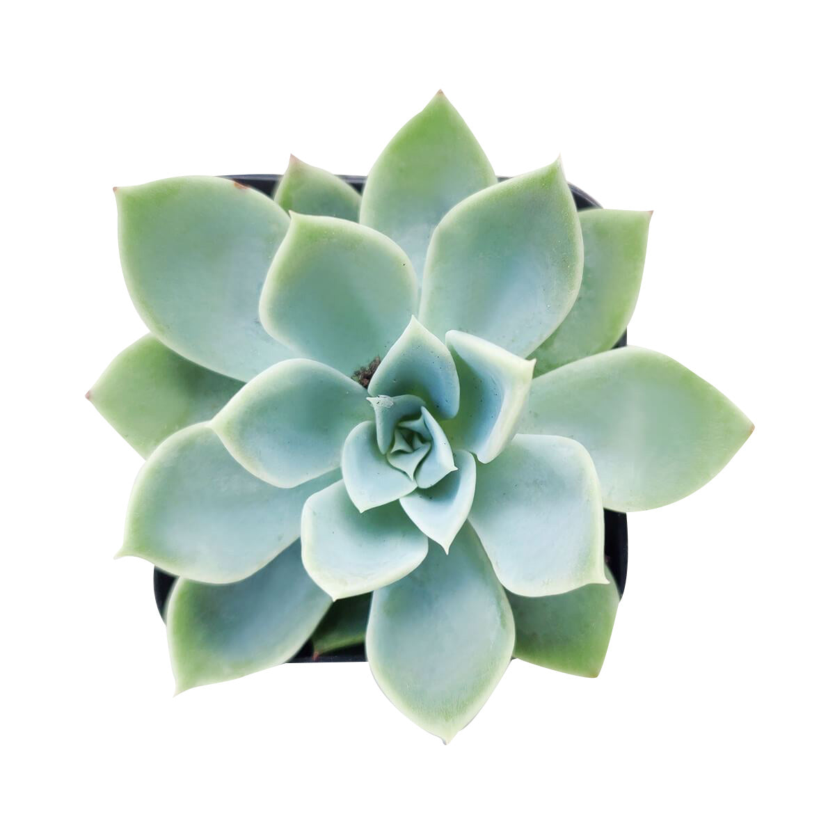 blue and green succulents Echeveria Blue Atoll Succulent
