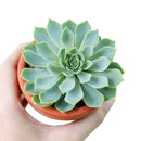 Succulents for thanksgiving, Thanksgiving succulents gift, Easter succulents idea,echeveria, echeveria succulent, echeveria types, succulent echeveria, buy succulents online, succulent shop, succulent store, echeveria plant, indoor succulents.