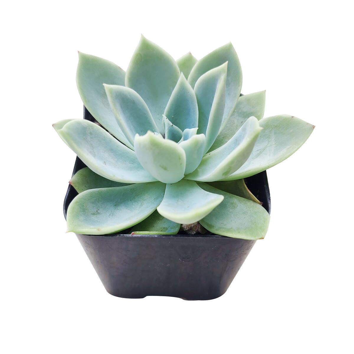 teal colored succulents Echeveria Blue Atoll Succulent