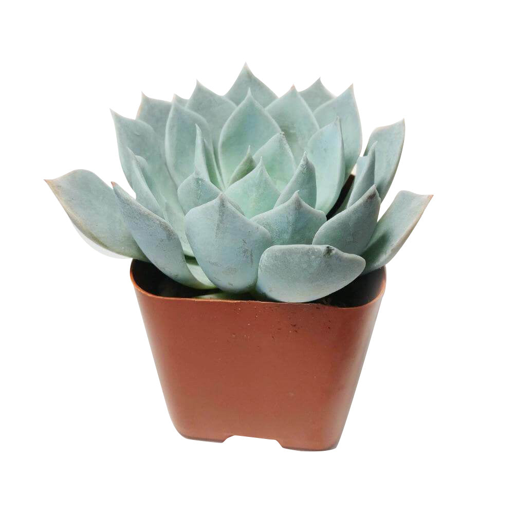 Echeveria Blue Fairy, monthly succulents, how to grow succulents, succulent care, succulent care tips, Succulents shop near me, succulents store in CA, Echeveria Blue Fairy in California, How to grow Echeveria Blue Fairy, How to care echeveria succulents for thanksgiving, Easter echeveria gift, Echeveria gift for thanksgiving, Easter eggs echeveria, echeveria, echeveria succulent, echeveria types, succulent echeveria, buy succulents online, succulent shop, succulent store, echeveria plant, indoor succulents