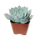 How to care forBlue Fairy Succulent, How to make your succulent pink, How to change succulent color, How to make Blue Fairy Succulent turn pink, Succulent turning pink, How to make succulents change color, How to grow colorful succulents, echeveria, echeveria succulent, echeveria types, succulent echeveria, buy succulents online, succulent shop, succulent store, echeveria plant,  indoor succulents