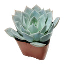 How to care forBlue Fairy Succulent, How to make your succulent pink, How to change succulent color, How to make Blue Fairy Succulent turn pink, Succulent turning pink, How to make succulents change color, How to grow colorful succulents, echeveria, echeveria succulent, echeveria types, succulent echeveria, buy succulents online, succulent shop, succulent store, echeveria plant,  indoor succulents