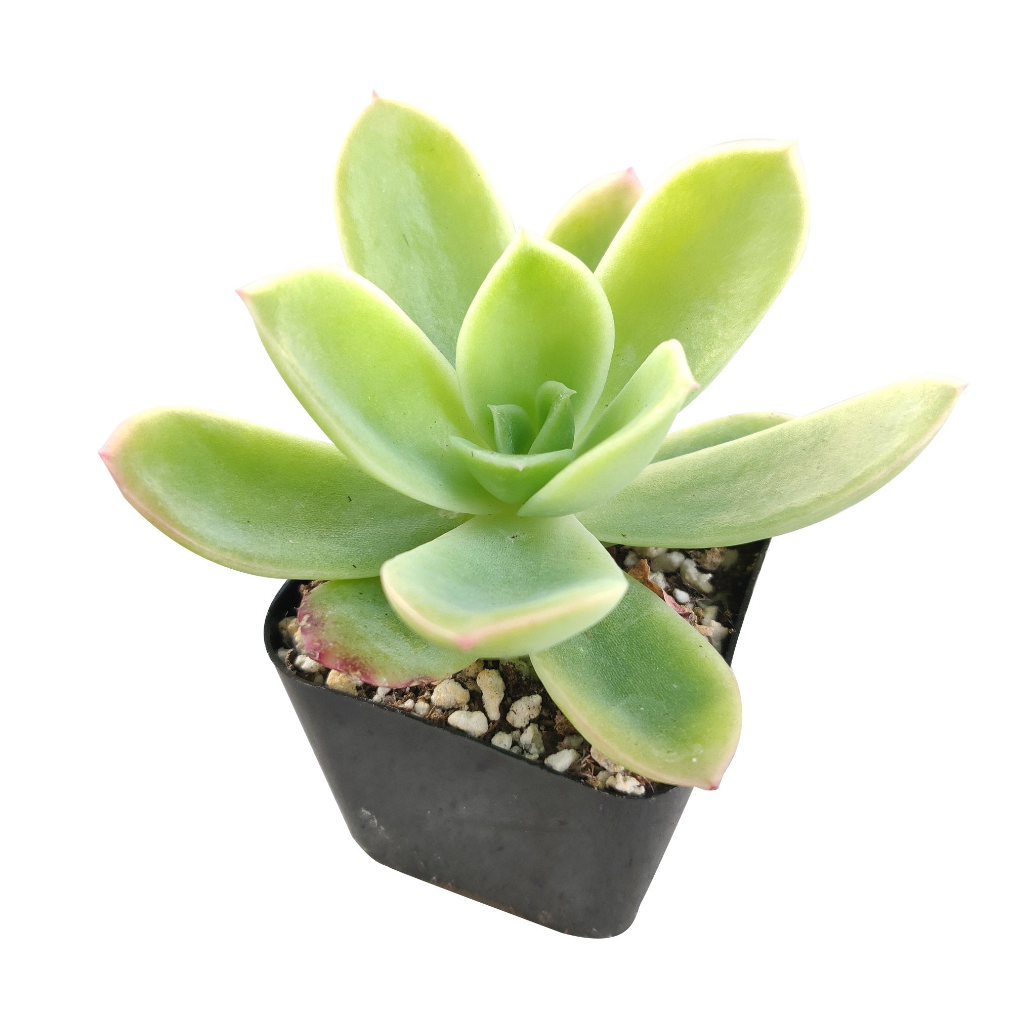 golden glow succulent Echeveria Golden Glow