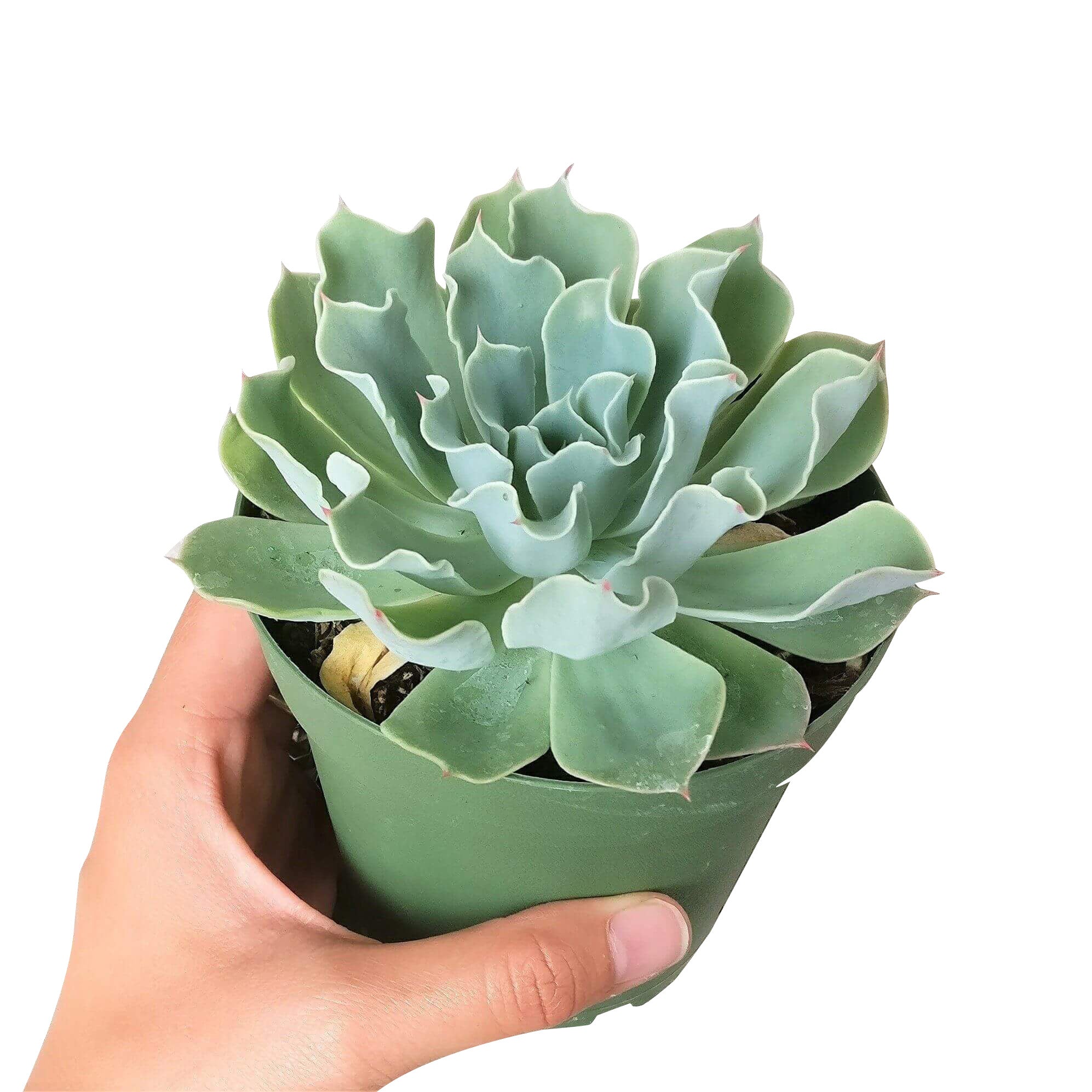curly succulents for sale Echeveria Gray Curl Succulent