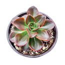  How to grow Echeveria Melaco, How to care echeveria succulents for thanksgiving, Easter echeveria gift, echeveria, echeveria succulent, echeveria types, succulent echeveria, buy succulents online, succulent shop, succulent store, echeveria plant, indoor succulents