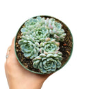 Echeveria Minima for sale, Rare succulents, succulent care, succulent subscription, Succulents shop near me, succulents store in CA, succulents garden, Echeveria Minima Blue Rosette in California, How to grow Echeveria Minima Blue Rosette, Succulents for thanksgiving, Thanksgiving succulents gift, Easter succulents idea, echeveria, echeveria succulent, echeveria types, succulent echeveria, buy succulents online, succulent shop, succulent store, echeveria plant, indoor succulents