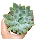 Echeveria Pulidonis, succulents store in CA, indoor succulents, succulent plant, Succulents shop near me, succulents shop in California, Rare succulents, succulent care tips, monthly succulents, Echeveria Pulidonis in California, How to grow Echeveria Pulidonis, Echeveria for thanksgiving, How to care echeveria succulents for thanksgiving, echeveria, echeveria succulent, echeveria types, succulent echeveria, buy succulents online, succulent shop, succulent store, echeveria plant, indoor succulents