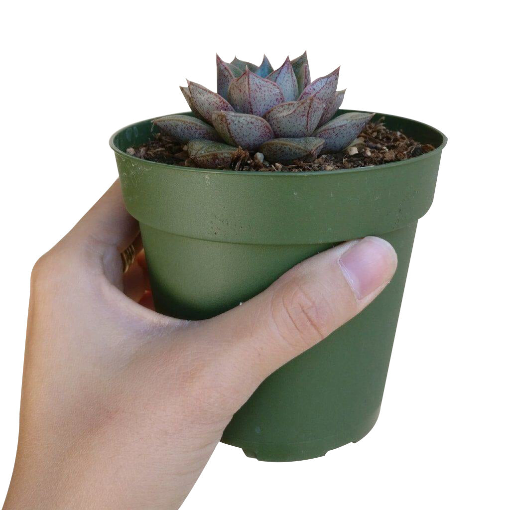 Echeveria Purpusorum for sale, succulent care tips, succulents shop in California, succulent plant, succulent subscription, indoor succulents, Rare succulents, monthly succulents, Succulents, Echeveria Purpusorum in California, How to grow Echeveria Purpusorum, Echeveria for thanksgiving, How to care echeveria succulents for thanksgiving, echeveria, echeveria succulent, echeveria types, succulent echeveria, buy succulents online, succulent shop, succulent store, echeveria plant, indoor succulents