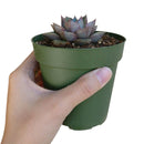 Echeveria Purpusorum for sale, succulent care tips, succulents shop in California, succulent plant, succulent subscription, indoor succulents, Rare succulents, monthly succulents, Succulents, Echeveria Purpusorum in California, How to grow Echeveria Purpusorum, Echeveria for thanksgiving, How to care echeveria succulents for thanksgiving, echeveria, echeveria succulent, echeveria types, succulent echeveria, buy succulents online, succulent shop, succulent store, echeveria plant, indoor succulents