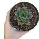 Echeveria Purpusorum for sale, succulent care tips, succulents shop in California, succulent plant, succulent subscription, indoor succulents, Rare succulents, monthly succulents, Succulents, Echeveria Purpusorum in California, How to grow Echeveria Purpusorum, Echeveria for thanksgiving, How to care echeveria succulents for thanksgiving, echeveria, echeveria succulent, echeveria types, succulent echeveria, buy succulents online, succulent shop, succulent store, echeveria plant, indoor succulents