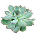 Echeveria Esther, succulent subscription, monthly succulents, succulents store in CA, succulent plant, indoor succulents, succulents shop in California, succulent care guide, succulent care, Echeveria Esther in California, How to grow Echeveria Esther, Echeveria for thanksgiving, How to care echeveria succulents for thanksgiving, echeveria, echeveria succulent, echeveria types, succulent echeveria, buy succulents online, succulent shop, succulent store, echeveria plant, indoor succulents