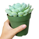 Echeveria Elegans for sale, succulent care guide, monthly succulents, Rare succulents, succulents store in CA, succulent care, succulents garden, Succulents shop near me, Echeveria Elegans in California