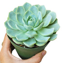 Echeveria Elegans for sale, succulent care guide, monthly succulents, Rare succulents, succulents store in CA, succulent care, succulents garden, Succulents shop near me, Echeveria Elegans in California