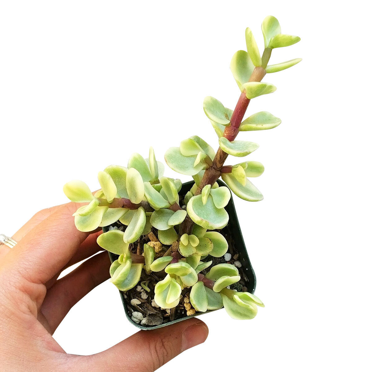portulacaria afra care tips Elephant Bush (Portulacaria afra) for Sale: Easy to Care for Succulent Plant