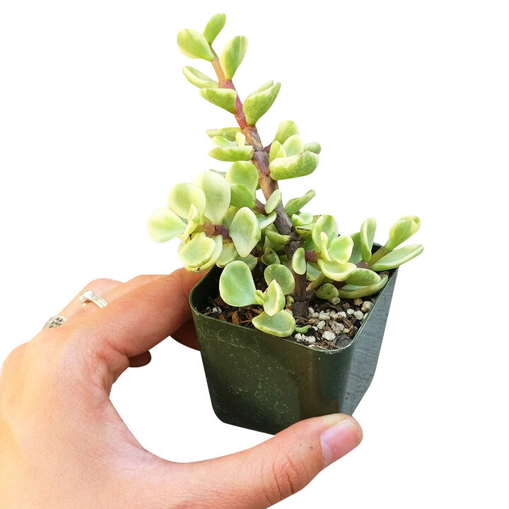 Variegated Elephant Bush, indoor succulents, succulents shop in California, monthly succulents, succulent care guide, succulent care tips, cactus, succulents store in CA, succulent plant, Variegated Elephant Bush in California, How to grow Variegated Elephant Bush, dwarf jade plant, jade plant for sale, lucky plant for sale, money tree for sale
