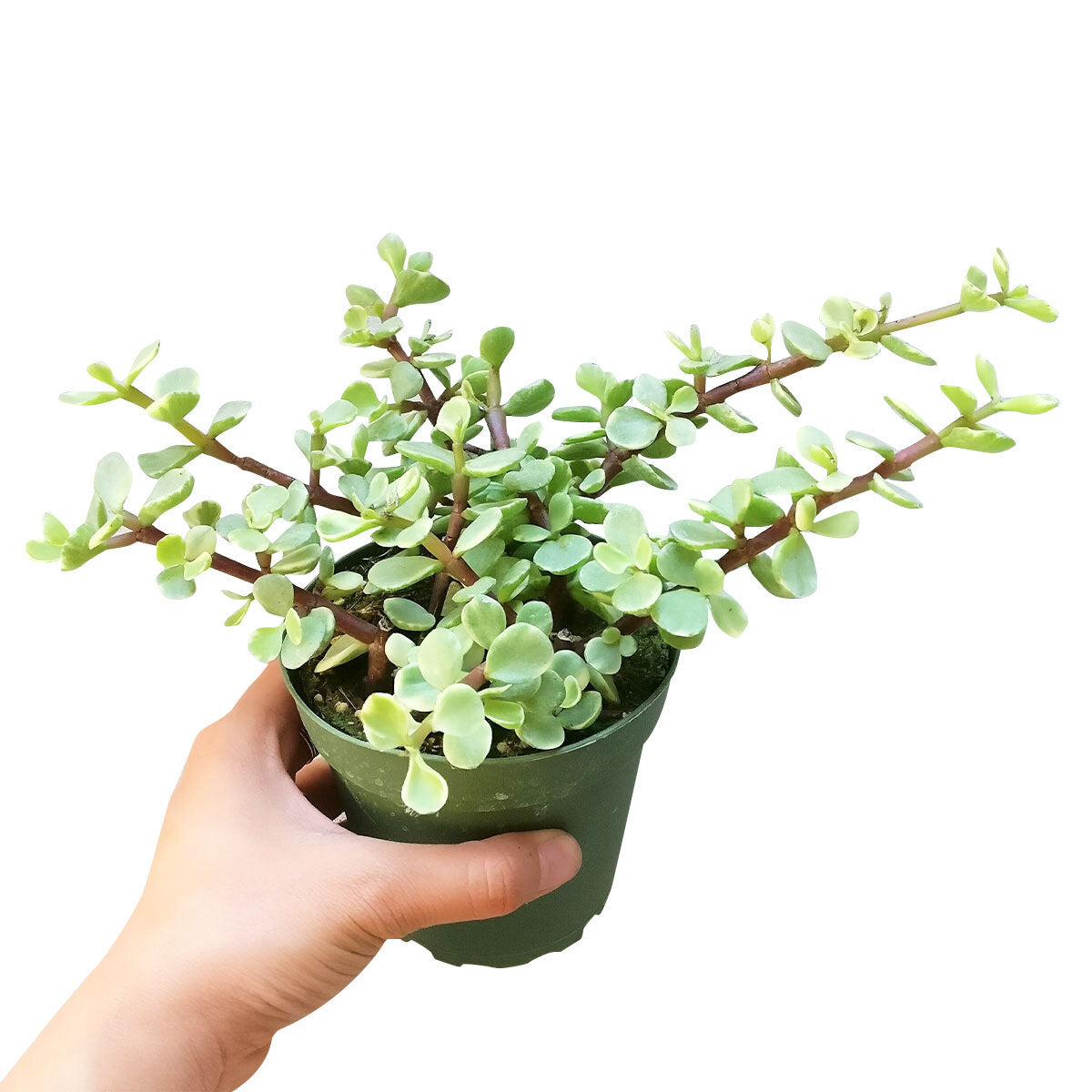 Variegated Elephant Bush, indoor succulents, succulents shop in California, monthly succulents, succulent care guide, succulent care tips, cactus, succulents store in CA, succulent plant, Variegated Elephant Bush in California, How to grow Variegated Elephant Bush, dwarf jade plant, jade plant for sale, lucky plant for sale, money tree for sale